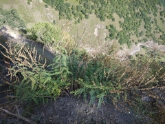 Astragalus galegiformis