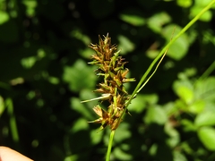 Carex bracteosa