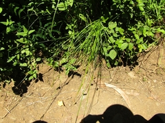 Carex bracteosa
