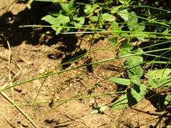 Carex bracteosa
