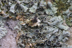 Physcia phaea