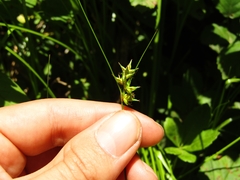 Carex bracteosa