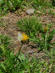 Colias lesbia