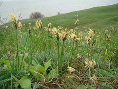 Carex stenophylla