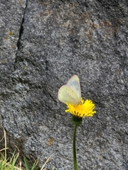 Colias lesbia