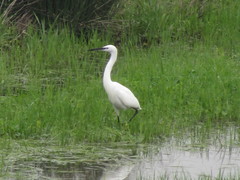 Egretta garzetta