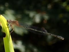 Pseudagrion australasiae