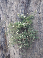 Medicago glomerata