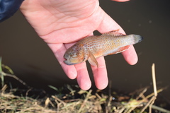 Dormitator maculatus