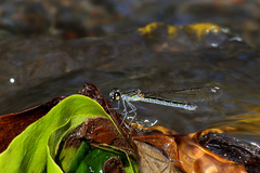 Libellago xanthocyana