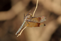 Neurothemis manadensis