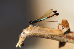 Libellago xanthocyana