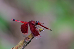 Neurothemis ramburii