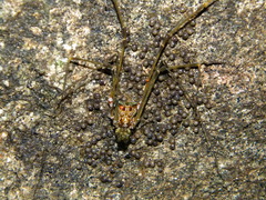 Goniosoma roridum