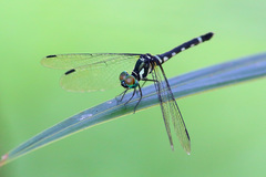 Tetrathemis leptoptera
