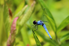 Brachydiplax duivenbodei