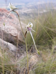 Disa multifida