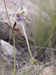 Disa multifida