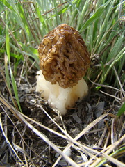 Morchella steppicola