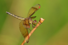 Neurothemis manadensis