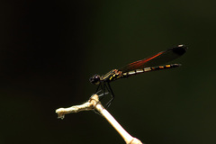 Libellago xanthocyana