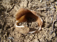 Sarcosphaera coronaria