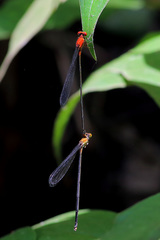 Pseudagrion ustum
