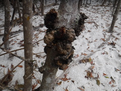 Cylindrocarpon didymum