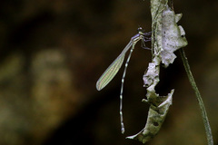 Platystictidae