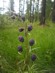 Aconitum ambiguum