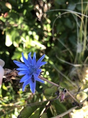 Cichorium intybus