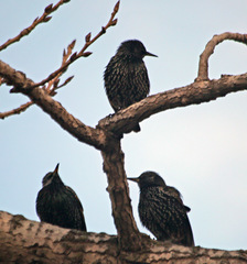 Sturnus vulgaris