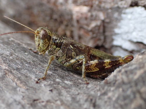 Pine tree Spur-throat Grasshopper