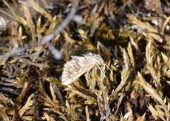 Cynaeda dentalis