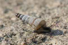 Albinaria brevicollis