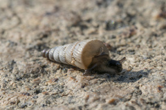 Albinaria brevicollis