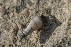 Albinaria brevicollis