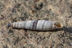 Albinaria brevicollis