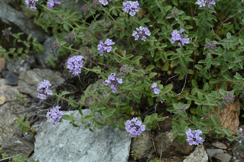 Ziziphora clinopodioides