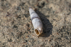 Albinaria brevicollis