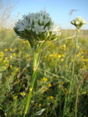 Eremogone cephalotes