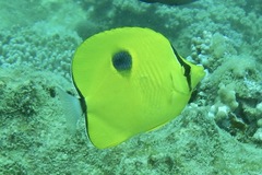 Chaetodon interruptus