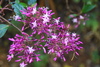 Shrubby Fuchsia - Photo (c) rob Stoeltje, some rights reserved (CC BY)