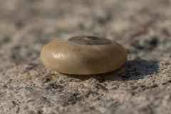 Eopolita protensa