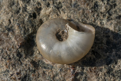 Eopolita protensa