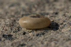 Eopolita protensa