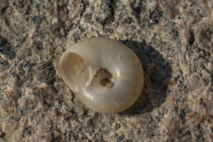 Eopolita protensa