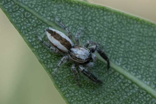 Pseudicius vankeeri