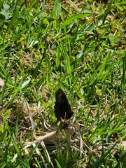 Panyapedaliodes drymaea