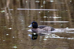 Aythya fuligula
